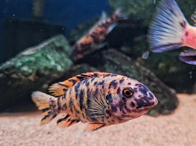 Labeotropheus trewavasae 'Lundo Island'
